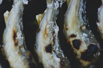 咸鱼饼子